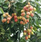 Live Plant Image