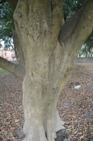 Live Plant Image