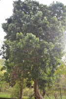 Live Plant Image