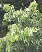 Live Plant Image