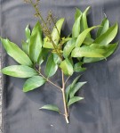 Live Plant Image