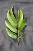 Live Plant Image