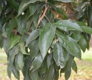 Live Plant Image