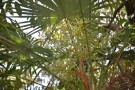 Live Plant Image