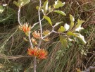 Live Plant Image