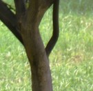 Live Plant Image