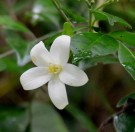 Live Plant Image