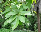 Live Plant Image