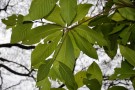 Live Plant Image