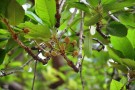 Live Plant Image