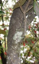Live Plant Image