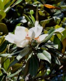 Live Plant Image