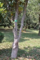 Live Plant Image