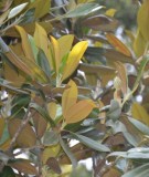 Live Plant Image