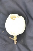 Live Plant Image