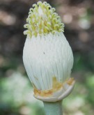 Live Plant Image