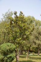 Live Plant Image