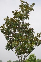 Live Plant Image