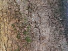 Live Plant Image
