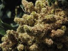 Live Plant Image