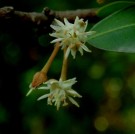 Live Plant Image
