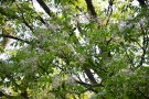 Live Plant Image