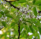 Live Plant Image