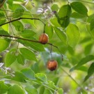 Live Plant Image