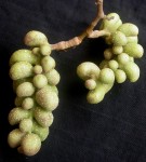 Live Plant Image