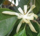 Live Plant Image