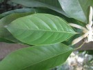 Live Plant Image
