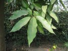 Live Plant Image