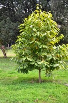 Live Plant Image