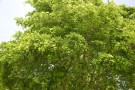 Live Plant Image