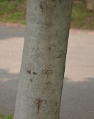 Live Plant Image