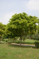 Live Plant Image