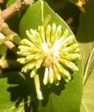 Live Plant Image