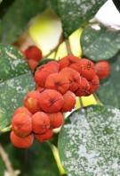 Live Plant Image