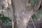 Live Plant Image