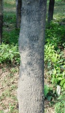 Live Plant Image