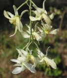 Live Plant Image