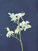 Live Plant Image