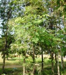 Live Plant Image