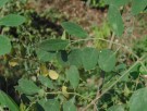 Live Plant Image