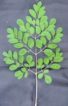 Live Plant Image