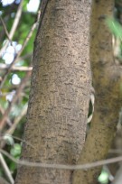 Live Plant Image