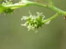 Live Plant Image