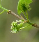 Live Plant Image