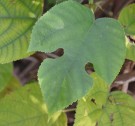 Live Plant Image