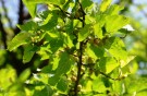 Live Plant Image